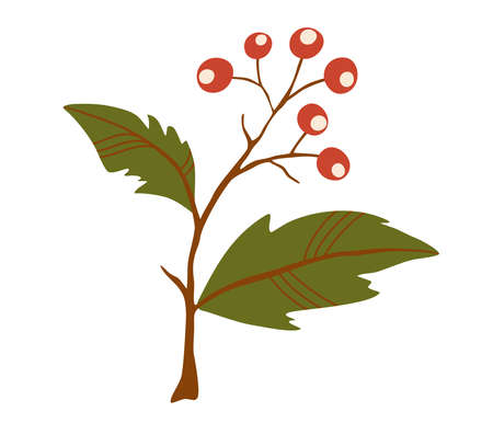 Branch with berries. Plant. For cooking, cosmetic package design, medicinal herb, treating, half care, prints. Vector cartoon illustration.のイラスト素材