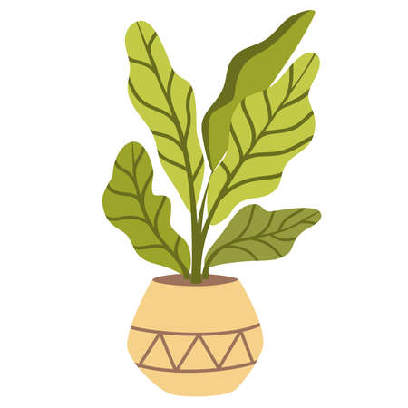 potted house plant. Foliage houseplant growing in flowerpot. Green leaf decoration for home interior. natural indoor decor. Hand draw vector illustration isolated on white backgroundのイラスト素材