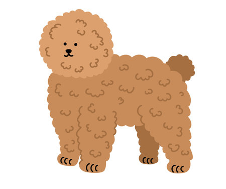 Toy poodle dog. Pets, animals, canine theme design element in contemporary simple flat style. Vector cartoon Illustration isolated on the white background.のイラスト素材
