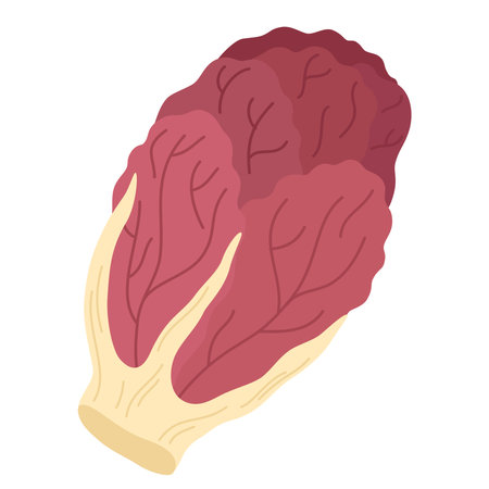 Red-leaf chicory head. Fresh radicchio icon. Endive vegetable. Raw food plant with magenta leaves. Flat vector illustration of natural veggie isolated on white backgroundのイラスト素材