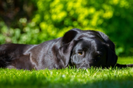Black labrador lying in sunの写真素材