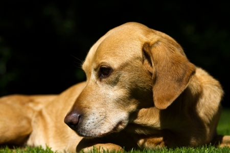 Yellow labrador front and side portraitの写真素材