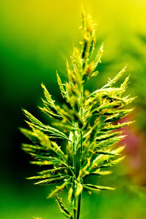 Festuca Glauca Intense Blueの写真素材