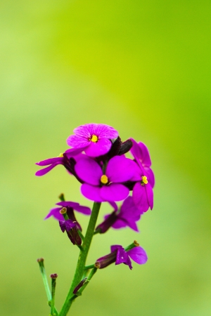 Erysimum Bowles  Mauve Green Backgroundの写真素材