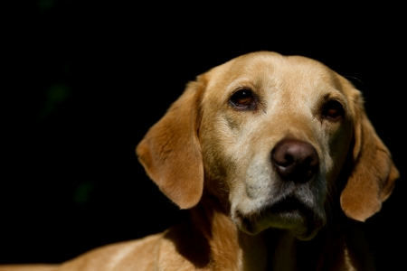 Yellow labrador face portraitの写真素材