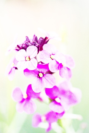 Erysimum Bowles  Mauve Blown outの写真素材