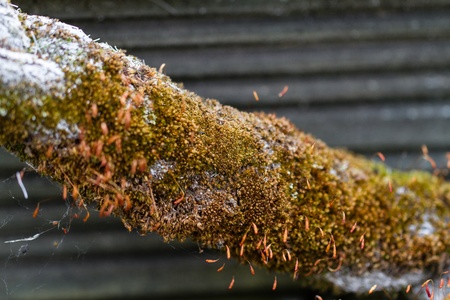 Moss on Ropeの写真素材