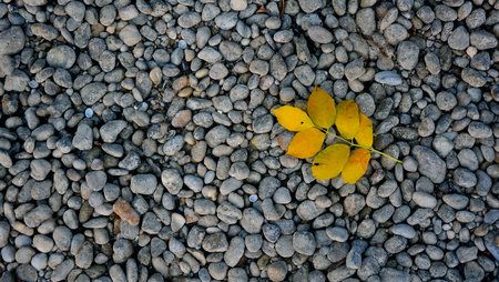 yellow leafの写真素材