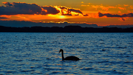 swan lakeの写真素材