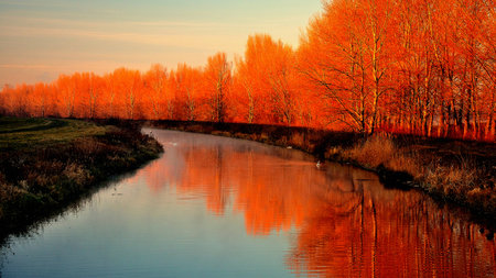 orange treeの写真素材