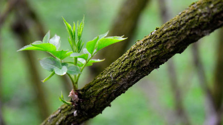 trees in the springの写真素材