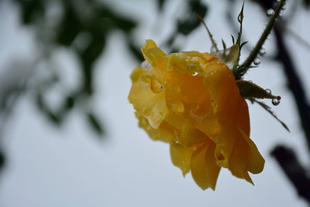 flower in the snowの写真素材