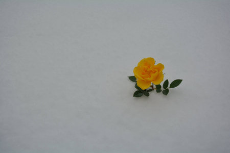 flower in the snowの写真素材