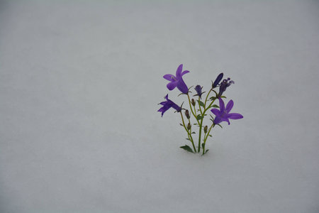 flower in the snowの写真素材