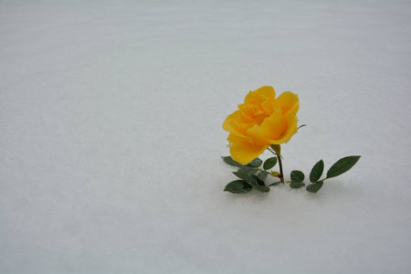flower in the snowの写真素材