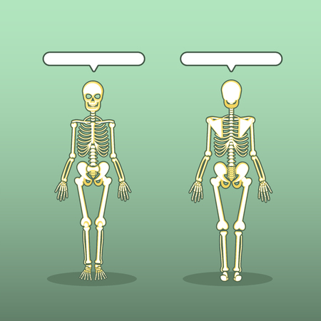 Human Anatomical Skeleton Vector Setのイラスト素材