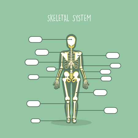 Human Anatomical Skeleton Vector Setのイラスト素材