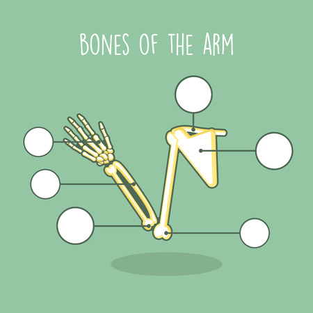 Human Anatomical Skeleton Vector Setのイラスト素材