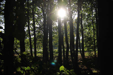 Sun shining through the trees