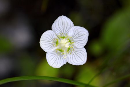 Grass of Parnassus flower with dew on petals and stamens 
