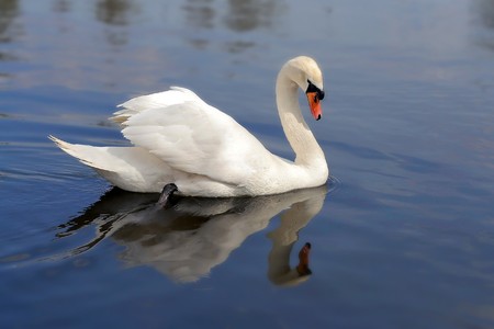 white swan on a pondの写真素材
