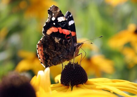 The butterfly on a yellow flowerの写真素材