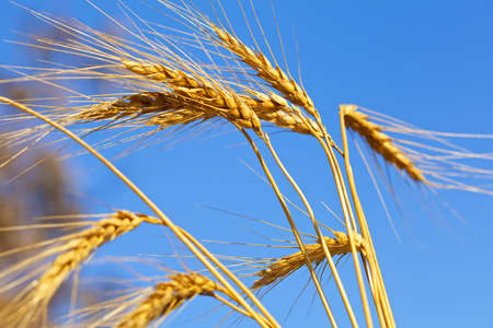 Closeup photo of golden wheat against a clear blue skyの写真素材