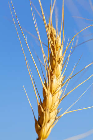 Closeup photo of golden wheat against a clear blue sky