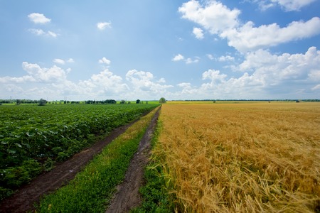 Field of wheat on blue sky background