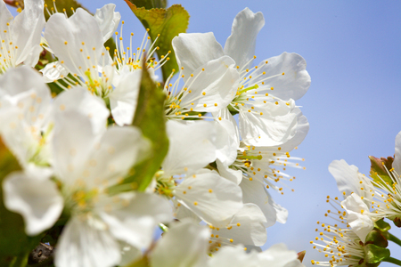 Blossoming of cherry flowers in spring time with green leavesの写真素材