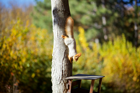 Squirrel on the tree eats nuts. Autumnの写真素材