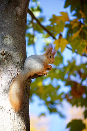 Squirrel on the tree eats nuts. Autumnの写真素材