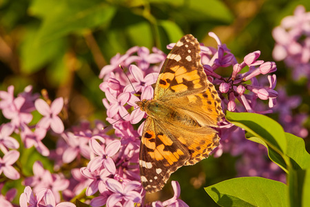 Butterfly painted lady on the flowers of lilac. Vanessa carduiの写真素材
