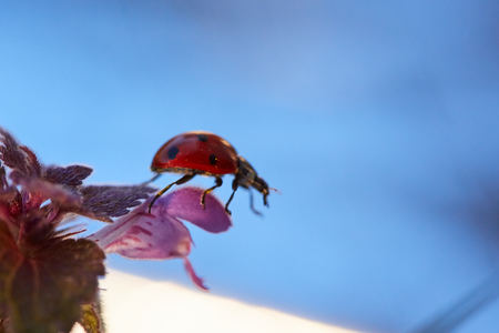 Ladybug in the green leaf. Close up ladybug in leaf.の写真素材