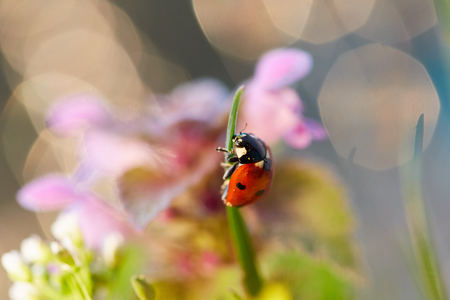 Ladybug in the green leaf. Close up ladybug in leaf.の写真素材