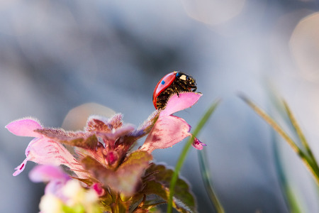 Ladybug in the flower leaf. Close up ladybug in leaf.の写真素材