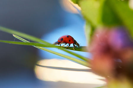 Ladybug in the green leaf. Close up ladybug in leaf.