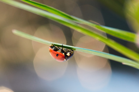 Ladybug in the green leaf. Close up ladybug in leaf.の写真素材