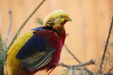 Golden Pheasant. Chrysolophus pictusの写真素材