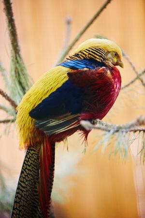 Golden Pheasant. Chrysolophus pictusの写真素材