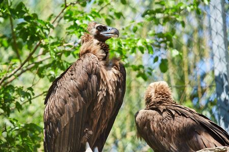 Black vulture. Aegypius monachusの写真素材