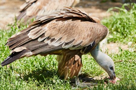 Griffon Vulture or Gyps fulvusの写真素材