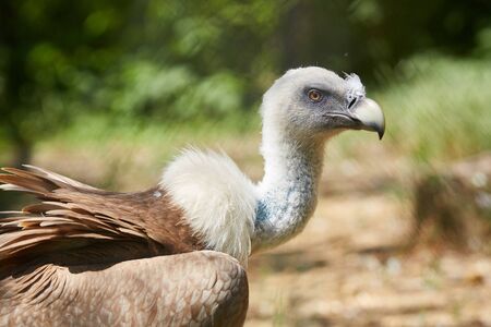 Griffon Vulture or Gyps fulvusの写真素材