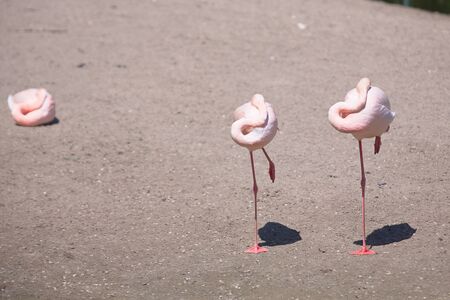 Pink flamingo birdsの写真素材