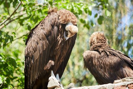 Black vulture. Aegypius monachusの写真素材