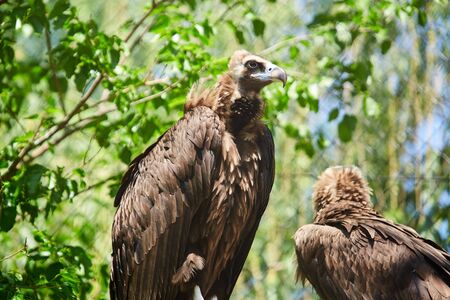 Black vulture. Aegypius monachusの写真素材
