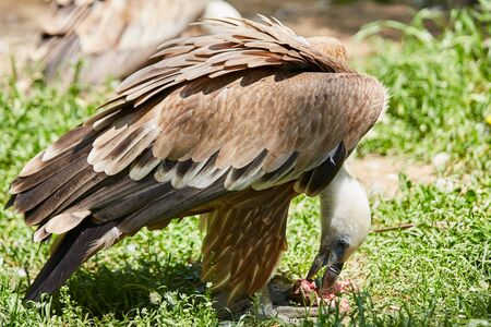 Griffon Vulture or Gyps fulvusの写真素材