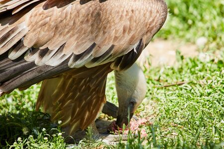 Griffon Vulture or Gyps fulvusの写真素材