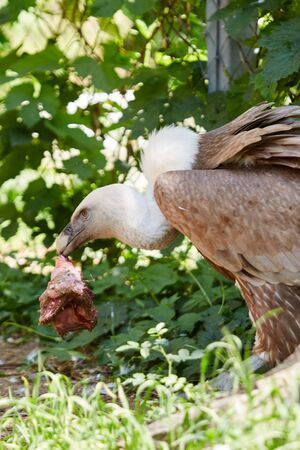Griffon Vulture or Gyps fulvusの写真素材