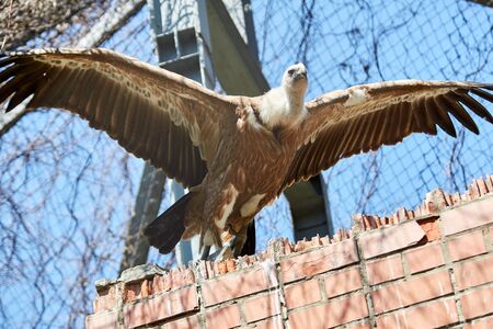 Griffon Vulture or Gyps fulvusの写真素材
